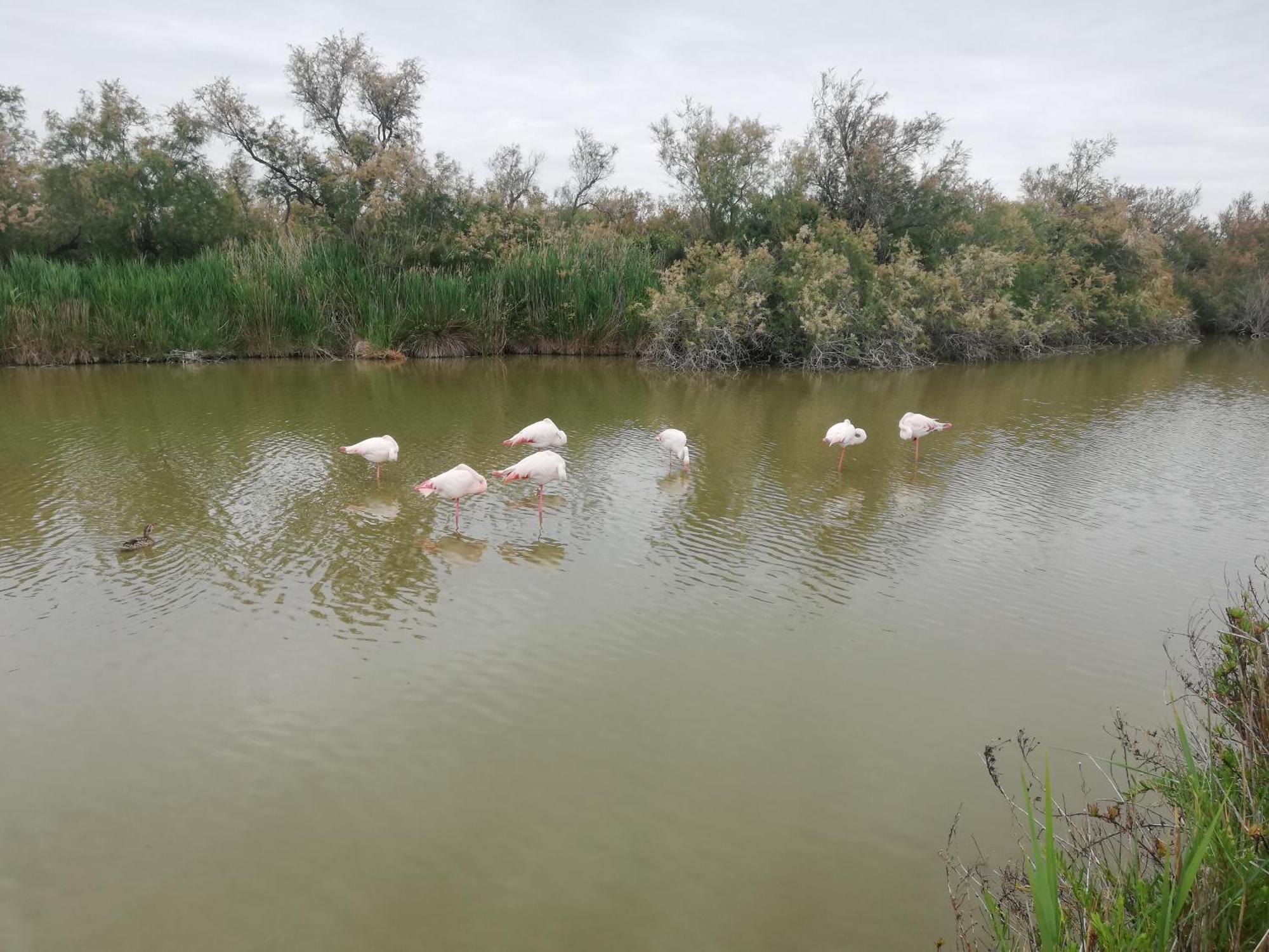Jolie Refait A Neuf Saintes-Maries-de-La-Mer